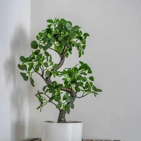 Volcano 公寓 兰斯