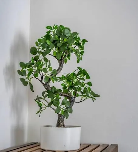 Volcano 公寓 兰斯